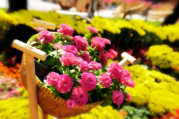 The flower basket.