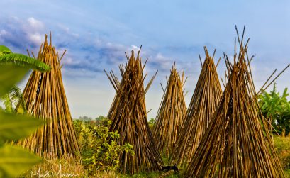 Stacks of bamboo drying on the farm