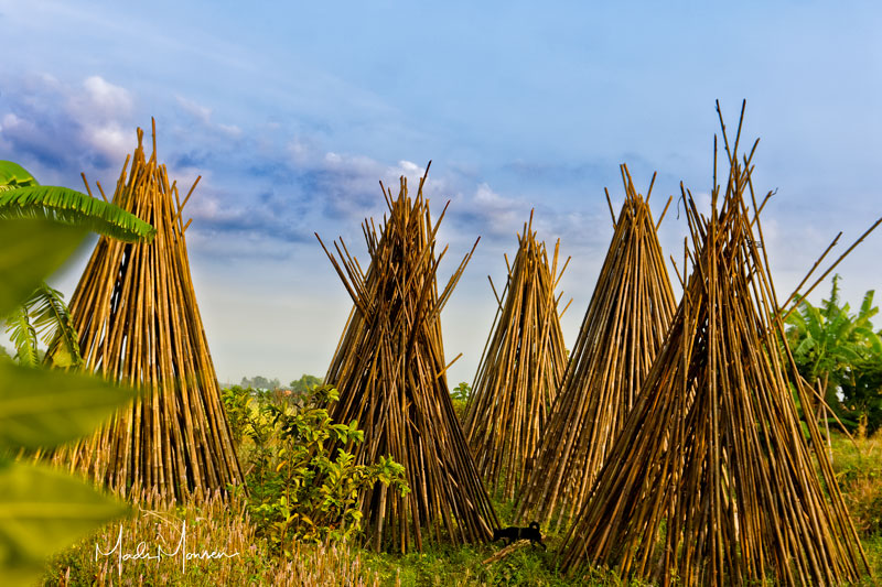 Stacks of bamboo drying on the farm